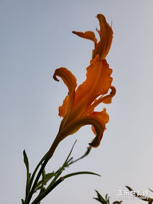 中秋隨拍之花花草草