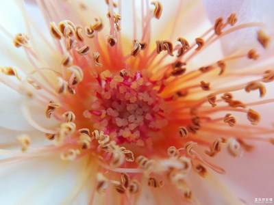 8張微距攝影帶你進入唯美的微觀世界