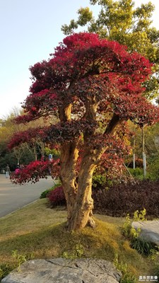 高大的红花檵木