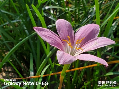 蘭花草