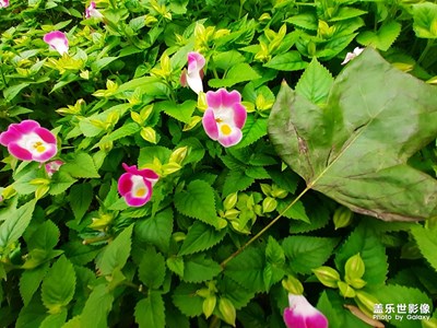 公園隨手拍個(gè)花兒