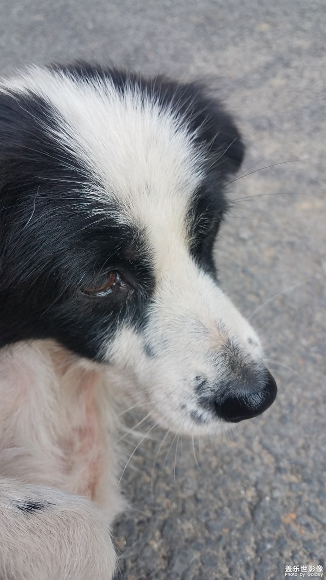 身藏愛心的土豆