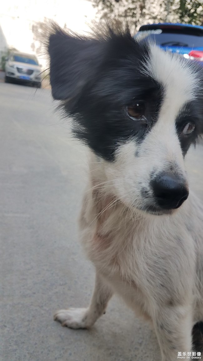 身藏愛心的土豆