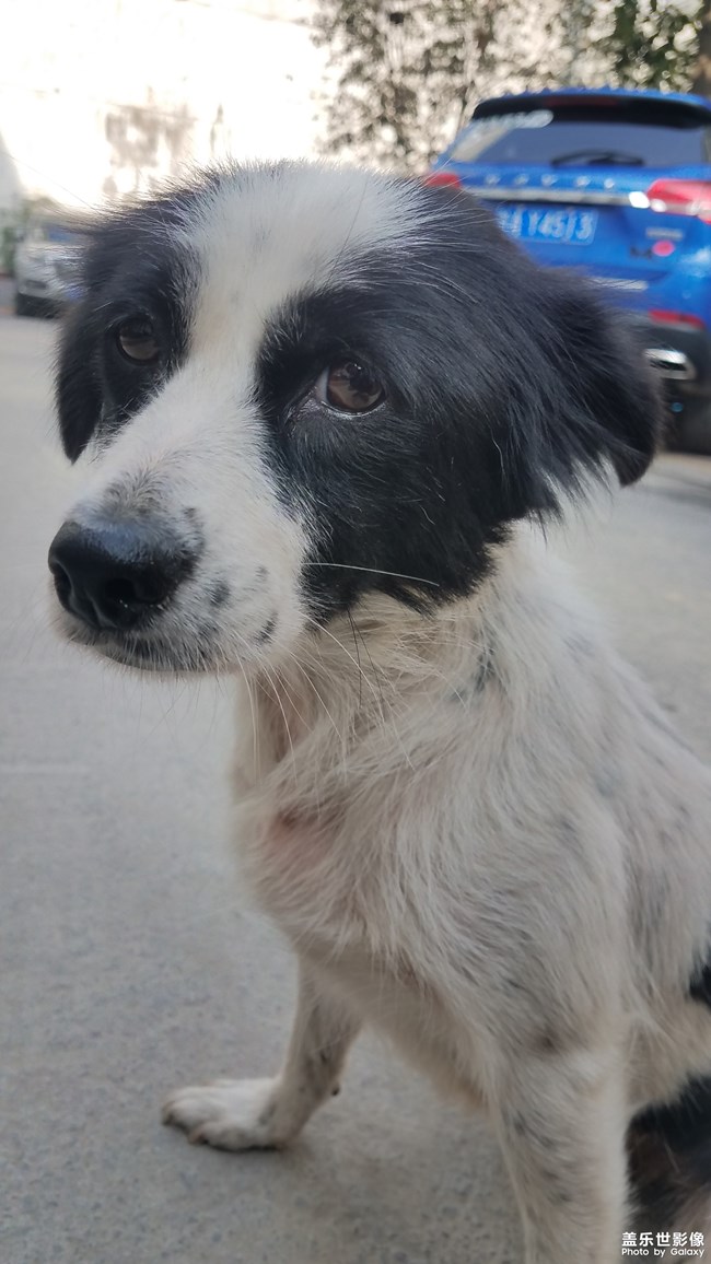 身藏愛心的土豆