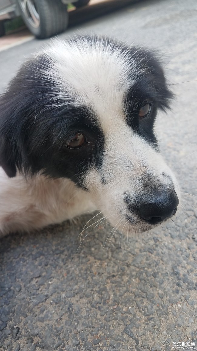 身藏愛心的土豆