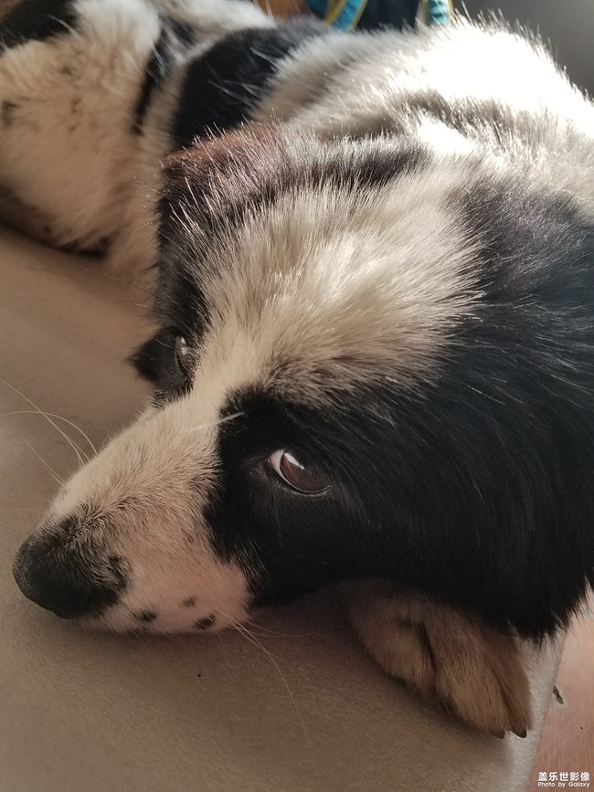 身藏愛心的土豆