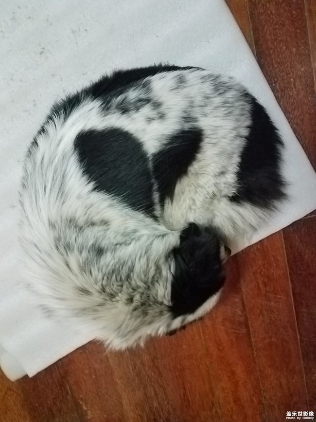 身藏愛心的土豆