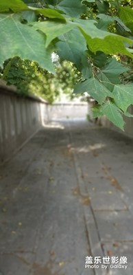 淺秋
