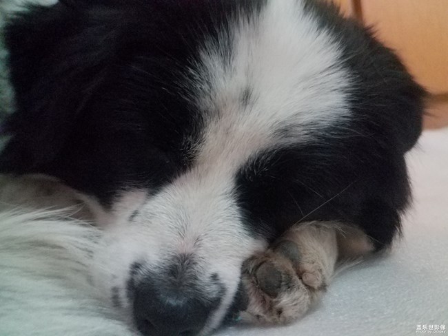 身藏愛心的土豆