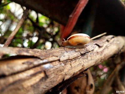 努力攀爬的小蝸牛