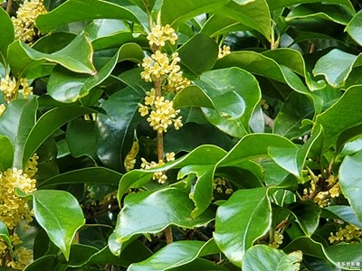 中秋時(shí)節(jié)的桂花