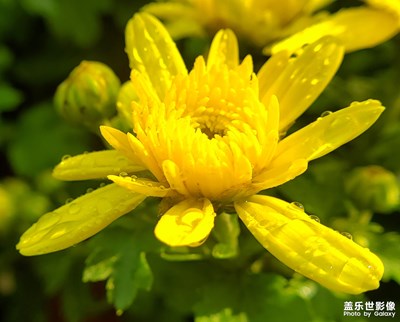 【三星S10+】美麗的花