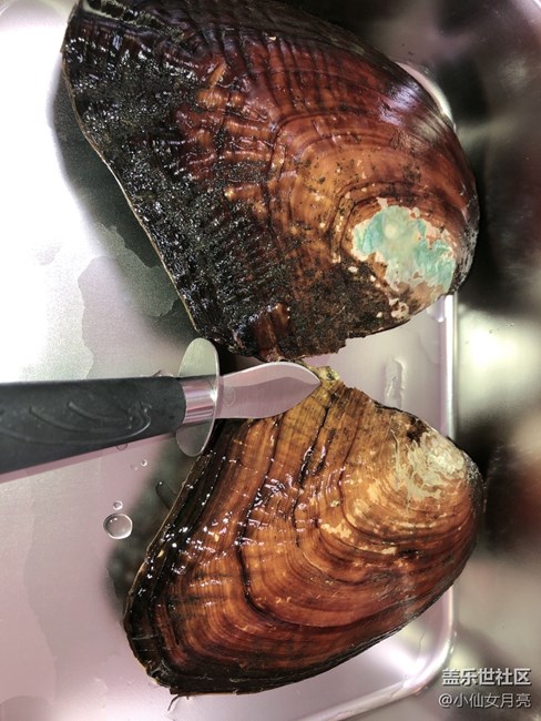 手上功夫～開蚌取珠