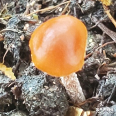 小蘑菇