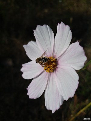 【歡度十一】+賞蜂