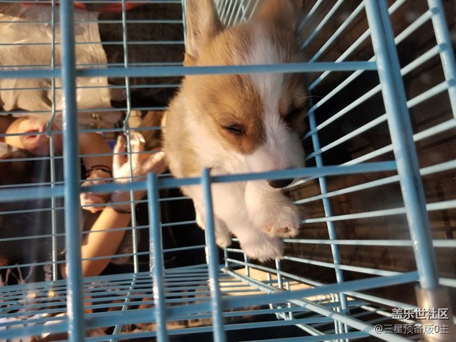 【國(guó)慶游記】+國(guó)慶寵物店游記