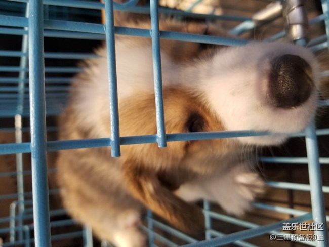 【國(guó)慶游記】+國(guó)慶寵物店游記