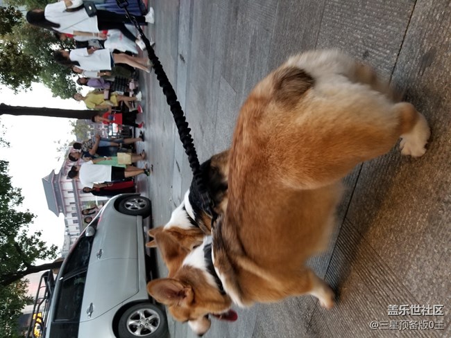 【國(guó)慶游記】+國(guó)慶寵物店游記