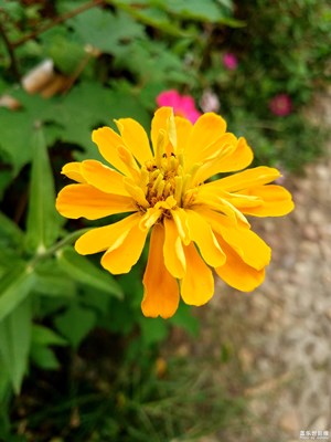 【歡度十一】+國慶的百日菊