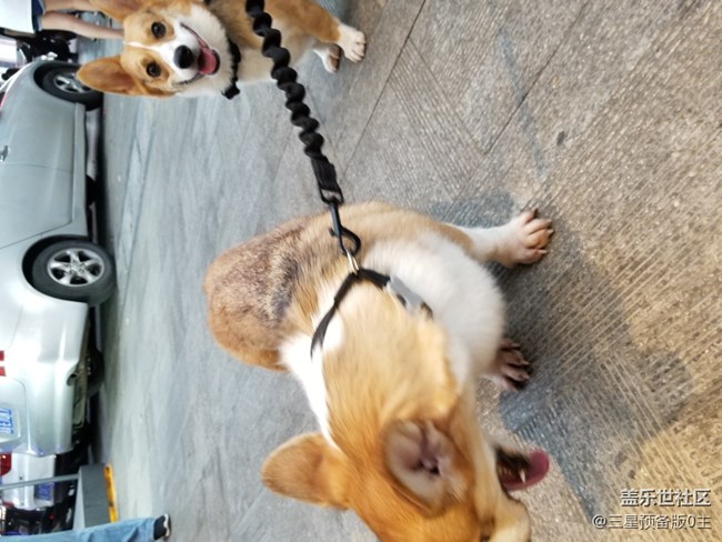 【國(guó)慶游記】+國(guó)慶寵物店游記