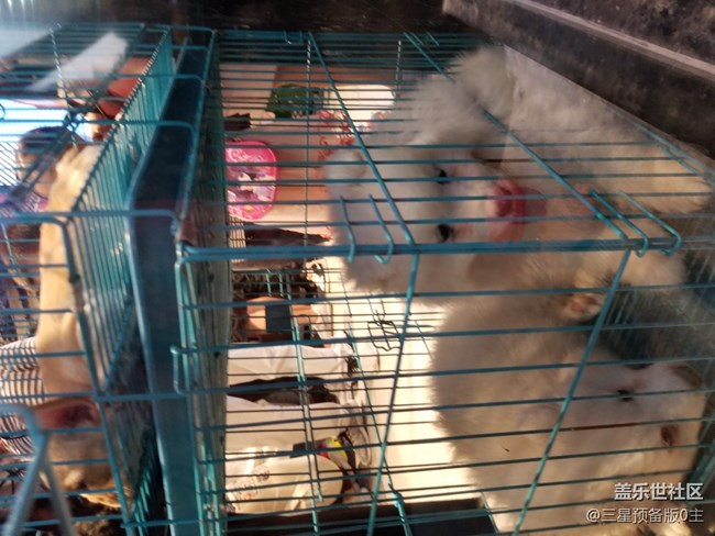 【國(guó)慶游記】+國(guó)慶寵物店游記