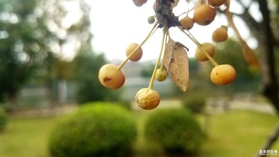 【歡度十一】+琥珀潭邊的海棠