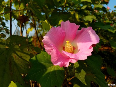 【歡度十一】+公園的芙蓉