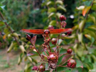 紅蜻蜓