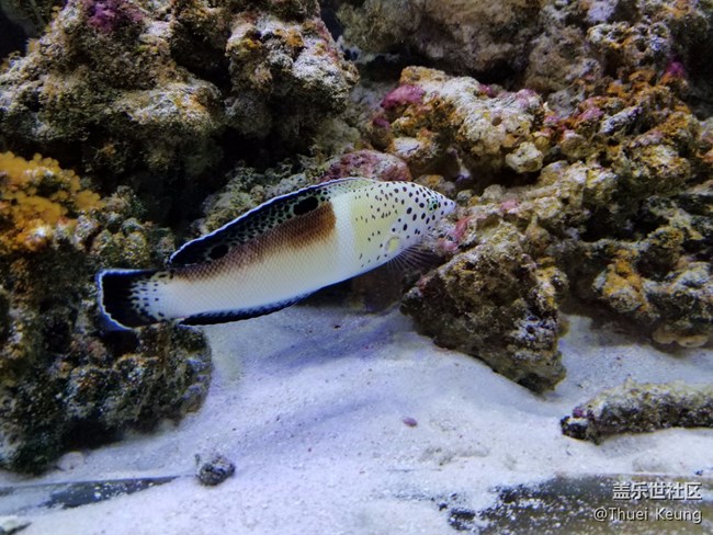 【萌寵駕到】十里河水族市場