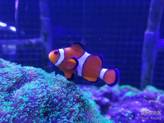 【萌寵駕到】十里河水族市場