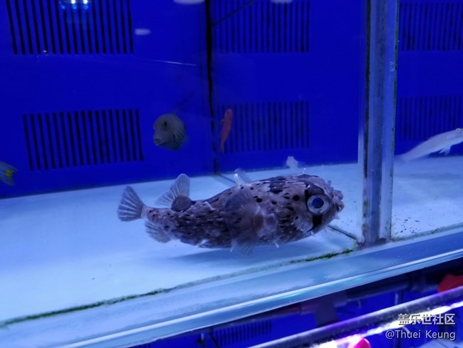 【萌寵駕到】十里河水族市場