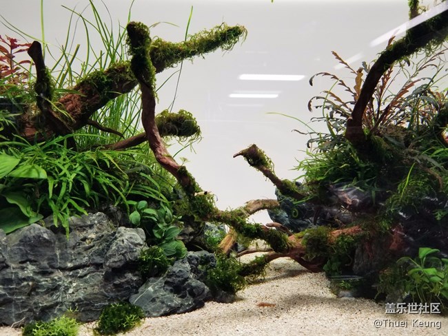 【萌寵駕到】十里河水族市場