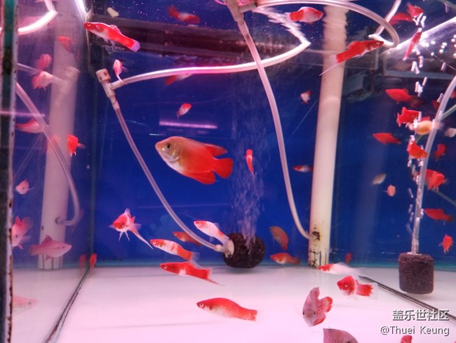 【萌寵駕到】十里河水族市場