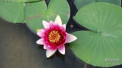 【上下班隨想】+閑暇賞睡蓮