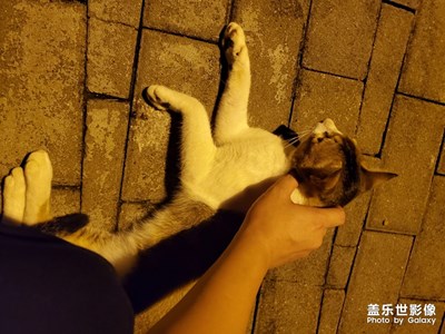 【上下班隨想】肥貓
