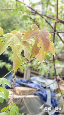 天涼好個(gè)秋