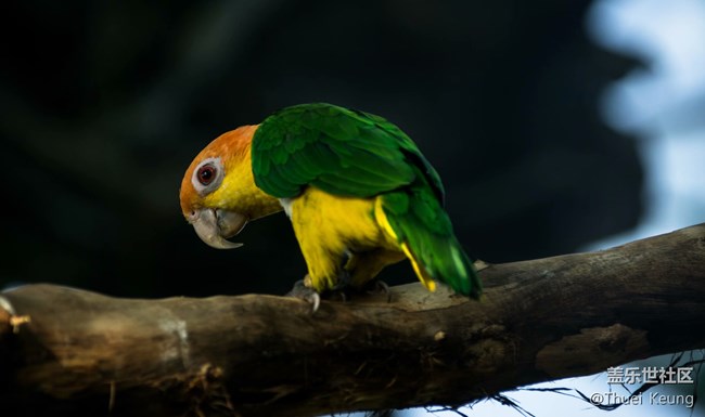 已開(kāi)獎(jiǎng)【寵物版塊·十月活動(dòng)】你最想飼養(yǎng)什么寵物呢？