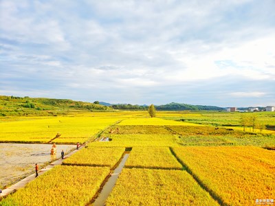 【愛在深秋】+金*的田野