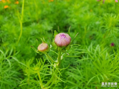 【愛在深秋】+深秋春夏色不退