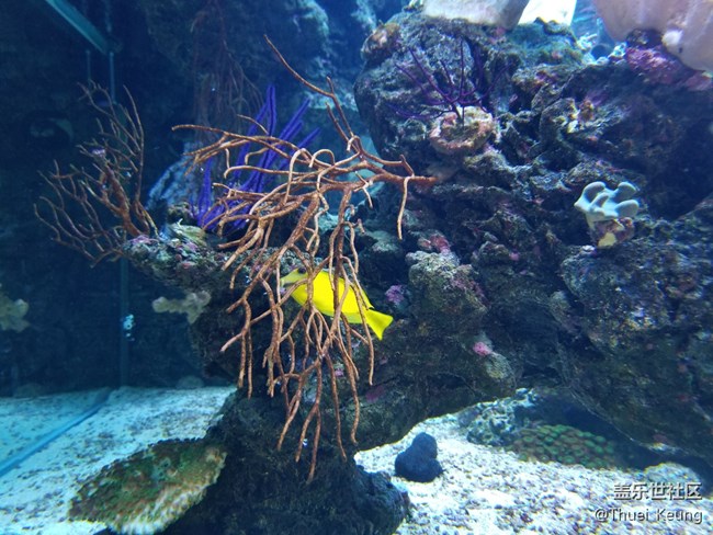 饲养珊瑚的海水鱼缸
