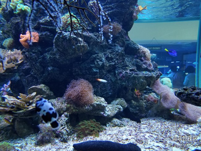 飼養(yǎng)珊瑚的海水魚缸