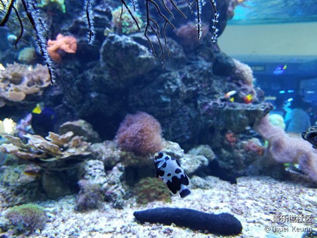 飼養(yǎng)珊瑚的海水魚缸