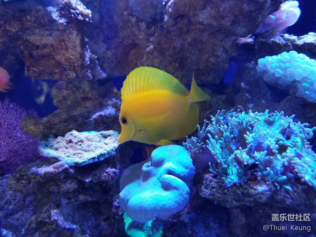飼養(yǎng)珊瑚的海水魚缸
