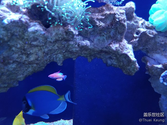 饲养珊瑚的海水鱼缸