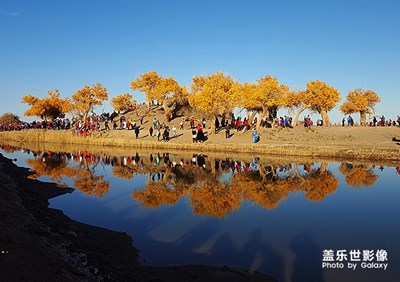 [愛在深秋]額濟(jì)納的胡楊