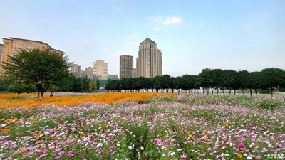 【愛在深秋】+家鄉(xiāng)的金秋