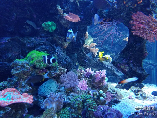 飼養(yǎng)珊瑚的海水魚缸