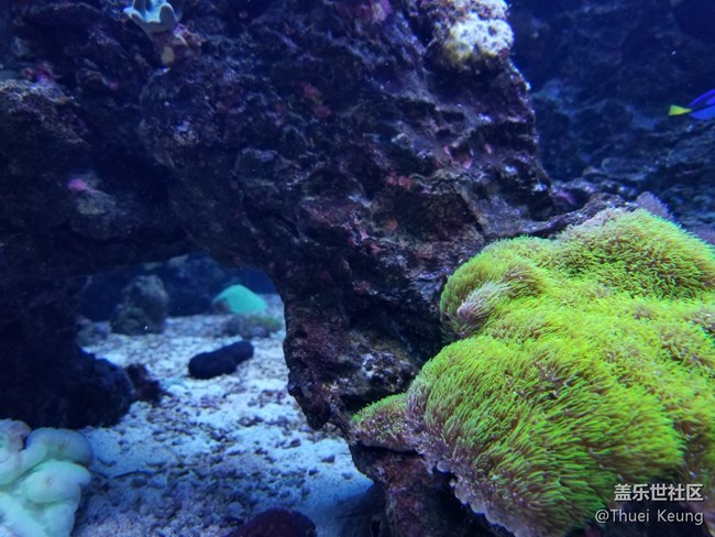 飼養(yǎng)珊瑚的海水魚缸