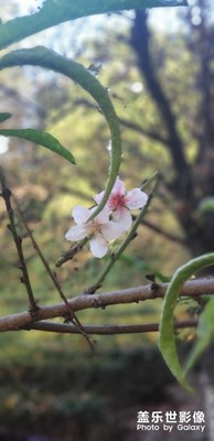 桃花相映紅