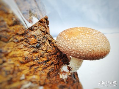 豐收的季節(jié)